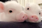 【画像】このメスブタにしたいことってなに？ｗｗｗｗ