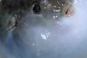 海外「日本ではこんな可愛い生き物を食べるのか！」まんまるなヨリトフグが捌かれる映像