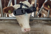 「牛にVRゴーグルを付けてみた」、牛乳5リットル増加