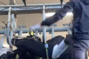 乳牛を殴る蹴る…TikTok動画拡散で物議　島根県畜産課「ありえない行為」、警察は動物虐待の疑いで捜査