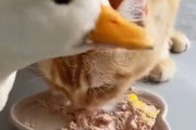 【動画】猫さん、ご飯を盗られる