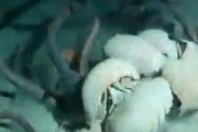 【動画】えっ、待って、海底にもダンゴムシみたいなやついるの？？