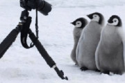 【画像】ペンギンさん、カメラマンに寄ってきてしまうｗｗｗ