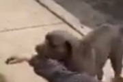 【動画】飼い主さん、犬が襲われて怒りのグーパンｗｗｗ