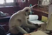 サルが鉄道事務所で自主的にパソコン作業。熱心に働いている姿を発見