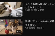 【悲報】海に落ちていた猫を保護した釣り系YouTuberさん、思ったより苦戦してしまう
