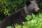 クマ出没でネット上は集団ヒステリー状態…ニホンオオカミを絶滅させた頃に似た嫌なムード