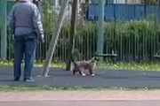 ネコが飼い主と公園にやってきた。これで遊ぶの♪ → ブランコ好きな猫はこちらです…