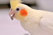 鳥さん「よく懐きます！賢い種類だと簡単な会話もできます！大切に飼えば30年以上生きます！」←こいつがペットで覇権取れない理由