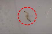 【韓国】各地の水道水から幼虫　ソウル、仁川、京畿、釜山