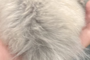 ワイのハムスター、ケツ毛がめちゃくちゃ長い