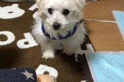 ワイ家のお爺ちゃん犬、まだまだ元気（※画像あり）