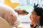 賢くて人懐っこい、マイクロブタにハマる人が続出  [3/28]