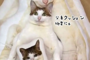 猫しか勝たん！自分そっくりのクッションに囲まれてごきげんな猫