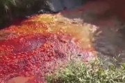 【戦慄】イスラエルの川、リアルで血に変わる・・・（動画あり）