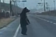 【おっさんの哀愁】ヒグマさん、道路に直立して海を見つめてしまうｗｗｗｗｗｗｗｗｗ