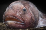 【閲覧注意】世界のグロテスクな水棲生物ランキング・・・