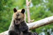 【画像】子クマ「ねぇ、人間さん、僕は『害獣』なの……？」