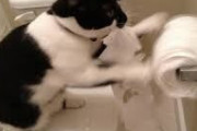 猫が好きな人なら共感してくれるかもなトピ