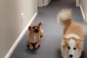 【GIF】コーギーさん、歩き方を他の犬にいじられてしまう