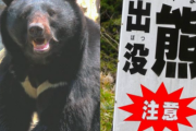 【熊ファースト】「クマを殺すな」「クマがいる土地に人間が住んでるんだ！」　またバカな電話が役所に殺到ｗｗｗ