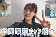 【悲報】小関舞、ようつべ2回目投稿で早くも猫紹介という最後の切り札を出してしまう