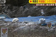 【山梨】林道脇にシカ100頭の死骸…委託業者に撤去要請　北杜市