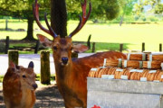 【売り切れ続出】奈良公園「鹿せんべい」 収益は過去最高レベル、製造追いつかない事態に