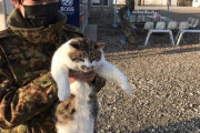 【かわいいｗ】陸上自衛隊さん「演習場にネコがいました」