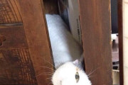 【ねこ画像】戸棚から顔を出す、猫ときゅうり ほか【再】