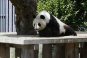 【兵庫】中国に帰る予定のパンダ　愛くるしい姿にお別れも　神戸・王子動物園が再開