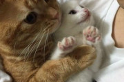 【ねこ画像】さんざん散らかした後にゆったりと寛ぐ猫さん達…「一仕事終えた･･･」というお顔ですwww