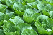 【急募】キャベツとレタスの見分け方?