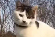 猫がルンバに乗っている動画はたまに見る。スイス～イ♪ → こちらの猫はコレです…