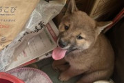 柴犬がやってきた！（※画像あり）
