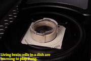 【驚愕】実験室で培養した「ミニ脳」、ゲームのプレイに成功　胎児レベルの意識も