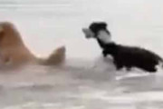 ２匹のイヌが湖で遊んでいた。ヒャッハ～！ → １匹のテンションはこうなります…