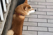 【画像多め】柴犬って狭い所好き？ふと見るとダンボールの中に収まってたwww