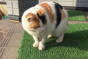 【ねこ動画】毎日家に来るミケにゃん、家に住み着いた野良、羊毛フェルトでねこをつくる【再】