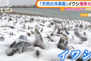 【悲報】イワシ、とんでもない姿で発見されるｗｗｗｗｗｗｗｗｗｗｗｗｗｗｗｗｗ