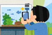 【画像】アクア民さん直伝！スマホカメラで簡単に水槽を泳ぐ魚を撮影できちゃう方法がこちら