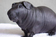 まるで小さいカバに見える、毛のないモルモットが海外で話題にｗｗ←この仔飼いたい？　海外の反応
