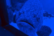 【衝撃】魚「コロナで人が来ない…」水族館の魚たちが人間不足で鬱病に