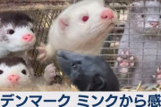 【悲報】デンマーク首相「ミンク1000万匹処分しました〓」法律「お前らにそんな権限ないぞ」