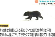 クマ、ブナの実が大凶作のために人間を食べているだけだった