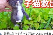 【衝撃】YouTuberさん、偶然野原に放置された子猫を見つけ救出してしまうｗｗｗｗｗｗｗｗ