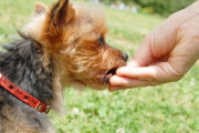 犬のおやつ、人間が食べても美味しいｗｗｗｗｗｗｗ