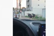 「ウシ飛び出し注意！」ブラジルの路上に暴れウシあらわる