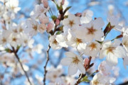 建物の中に桜の花びらが入らないように一生懸命ほうきで掃除している人が目の前にいるのに「きれいねー！」とか大声で言ってるのはちょっとイラっとくる