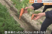 「もうダメだ、商品にならない」農家悲痛…ニンジン畑に除草剤含む液体まかれ出荷不能に逮捕されたのは隣の畑の農家 #鳥取 |  中国は嫌いだけど
